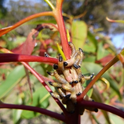 Pseudoperga sp. (genus) (Sawfly, Spitfire) at Tathra, NSW - 10 Nov 2019 by TathraPreschool