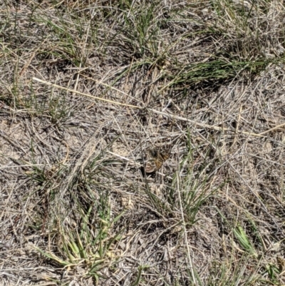 Synemon plana (Golden Sun Moth) at Dunlop Grasslands - 15 Nov 2019 by MattM