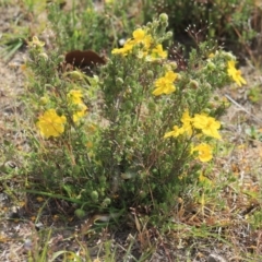 Hibbertia sp. (Guinea Flower) at Gundaroo, NSW - 14 Nov 2019 by Gunyijan