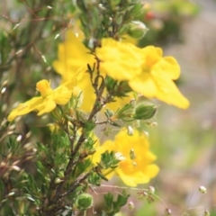 Hibbertia sp. at Gundaroo, NSW - 15 Nov 2019 09:39 AM