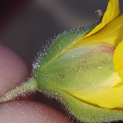 Hibbertia sp. at Gundaroo, NSW - 15 Nov 2019