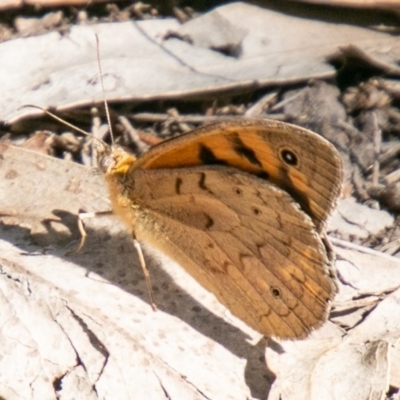 Heteronympha merope (Common Brown Butterfly) at Cooleman Ridge - 14 Nov 2019 by SWishart