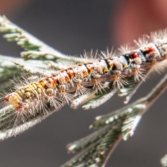 Acyphas semiochrea (Omnivorous Tussock Moth) at Cooleman Ridge - 14 Nov 2019 by SWishart