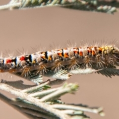 Acyphas semiochrea at Chapman, ACT - 14 Nov 2019 03:56 PM