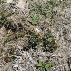 Gamochaeta sp. (Cudweed) at Dunlop Grasslands - 15 Nov 2019 by MattM