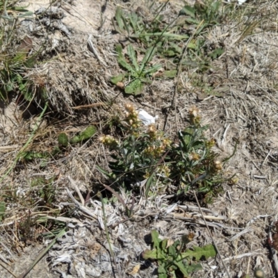 Gamochaeta sp. (Cudweed) at Dunlop, ACT - 15 Nov 2019 by MattM