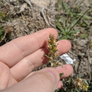 Gamochaeta purpurea at Dunlop Grasslands - 15 Nov 2019 11:46 AM