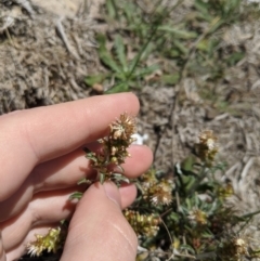 Gamochaeta purpurea at Dunlop Grasslands - 15 Nov 2019 11:46 AM