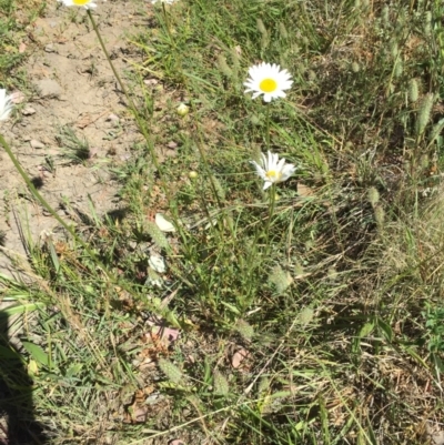 Leucanthemum vulgare (Ox-eye Daisy) at Campbell, ACT - 15 Nov 2019 by forest17178