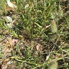 Leucanthemum vulgare at Campbell, ACT - 15 Nov 2019