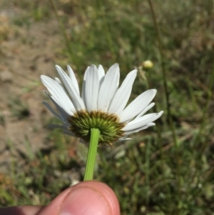 Leucanthemum vulgare at Campbell, ACT - 15 Nov 2019