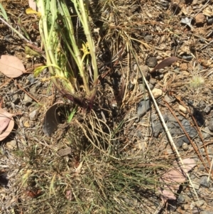 Leucanthemum vulgare at Campbell, ACT - 15 Nov 2019