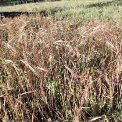 Bromus diandrus (Great Brome) at Cook, ACT - 11 Nov 2019 by CathB