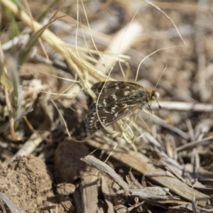 Synemon plana at Murrumbateman, NSW - 15 Nov 2019