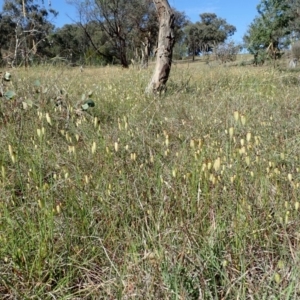 Briza maxima at Cook, ACT - 11 Nov 2019 04:34 PM