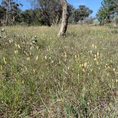 Briza maxima (Quaking Grass, Blowfly Grass) at Cook, ACT - 11 Nov 2019 by CathB