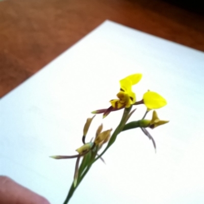 Diuris sulphurea (Tiger Orchid) at Boxers Creek, NSW - 28 Oct 2019 by Kentgrove