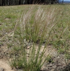 Austrostipa scabra (Corkscrew Grass, Slender Speargrass) at Cook, ACT - 6 Nov 2019 by CathB