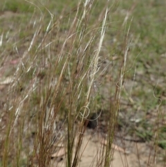 Austrostipa scabra at Cook, ACT - 6 Nov 2019 10:05 AM