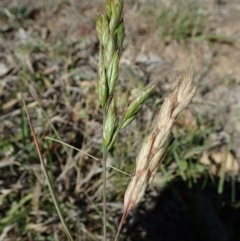 Bromus hordeaceus (A Soft Brome) at Cook, ACT - 11 Nov 2019 by CathB