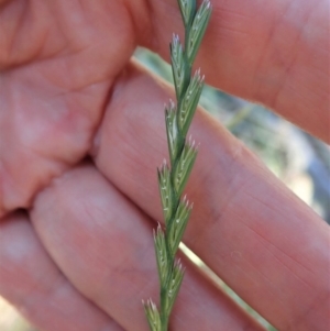 Lolium perenne at Cook, ACT - 11 Nov 2019 05:25 PM