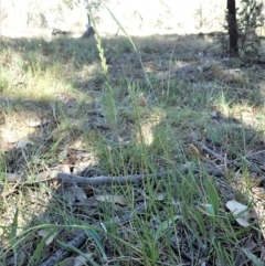 Lolium perenne at Cook, ACT - 11 Nov 2019 05:25 PM