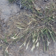 Rytidosperma sp. (Wallaby Grass) at Dunlop, ACT - 5 Nov 2019 by CathB