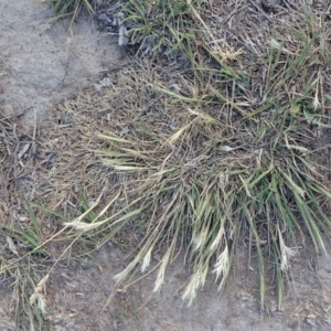 Rytidosperma sp. at Dunlop, ACT - 5 Nov 2019 05:38 PM