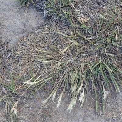 Rytidosperma (genus) (Wallaby Grass) at Dunlop, ACT - 5 Nov 2019 by CathB