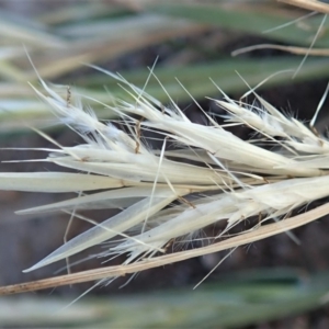 Rytidosperma sp. at Dunlop, ACT - 5 Nov 2019 05:38 PM