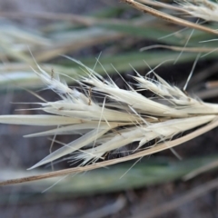 Rytidosperma sp. at Dunlop, ACT - 5 Nov 2019