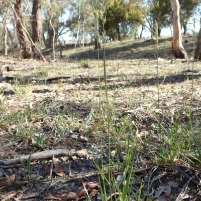 Lolium arundinaceum (Tall Fescue) at Cook, ACT - 11 Nov 2019 by CathB