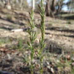 Lolium arundinaceum at Cook, ACT - 11 Nov 2019 05:28 PM