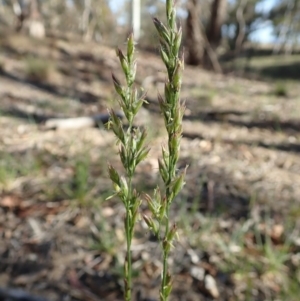 Lolium arundinaceum at Cook, ACT - 11 Nov 2019