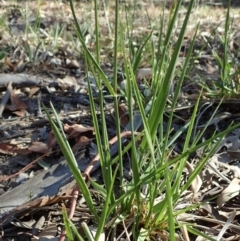 Lolium arundinaceum at Cook, ACT - 11 Nov 2019