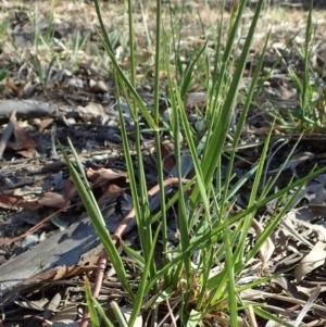 Lolium arundinaceum at Cook, ACT - 11 Nov 2019 05:28 PM