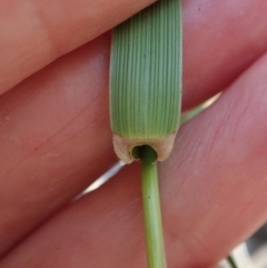 Festuca arundinacea at Cook, ACT - 11 Nov 2019