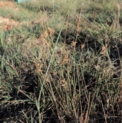 Juncus subsecundus (Finger Rush) at Cook, ACT - 11 Nov 2019 by CathB