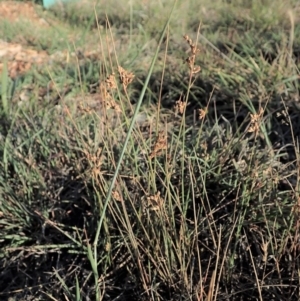 Juncus subsecundus at Cook, ACT - 11 Nov 2019