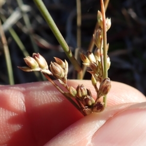 Juncus subsecundus at Cook, ACT - 11 Nov 2019