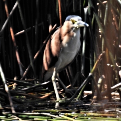 Nycticorax caledonicus (Nankeen Night-Heron) at Bruce Ridge to Gossan Hill - 15 Nov 2019 by JohnBundock