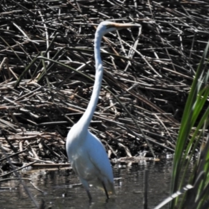 Ardea alba at Bruce, ACT - 15 Nov 2019