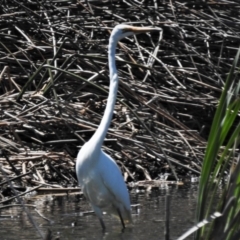 Ardea alba (Great Egret) at Bruce Ponds - 15 Nov 2019 by JohnBundock