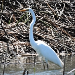 Ardea alba at Bruce, ACT - 15 Nov 2019 02:23 PM