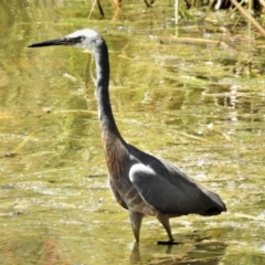 Egretta novaehollandiae (White-faced Heron) at Bruce Ridge to Gossan Hill - 15 Nov 2019 by JohnBundock