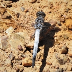 Orthetrum caledonicum at Bruce, ACT - 15 Nov 2019 02:08 PM