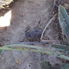 Onthophagus granulatus (Small brown dung beetle) at Mount Painter - 11 Nov 2019 by CathB