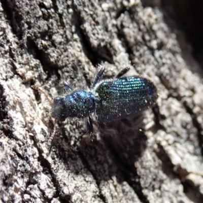 Phlogistus sp. (genus) (Clerid beetle) at Symonston, ACT - 31 Oct 2019 by CathB