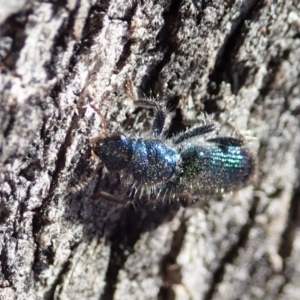 Phlogistus sp. (genus) at Symonston, ACT - 31 Oct 2019