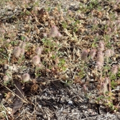 Trifolium arvense var. arvense (Haresfoot Clover) at Mount Painter - 13 Nov 2019 by CathB